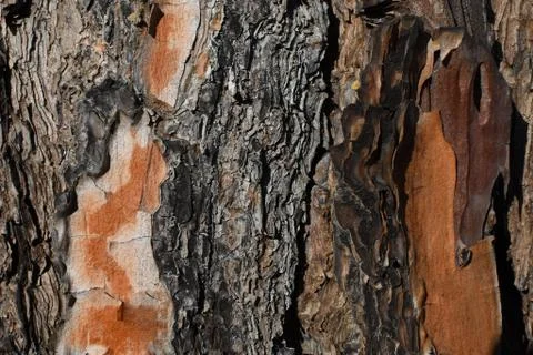 Pine tree bark trunk texture background Stock Photos