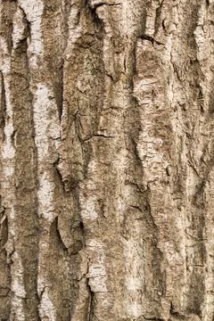 Pine tree bark. Vertical furrows. Surface texture. Stock Photos