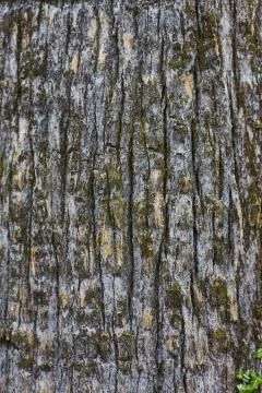 Pine tree bark vertical texture Stock Photos