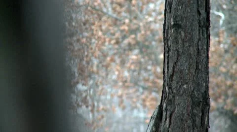 Pine tree, bark, zoom out Stock Footage 10679071