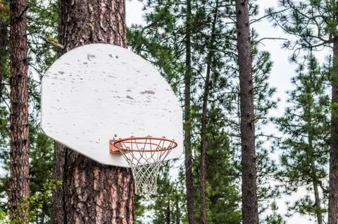 Pine tree basketball hoop and backboard 1 Stock-Fotos