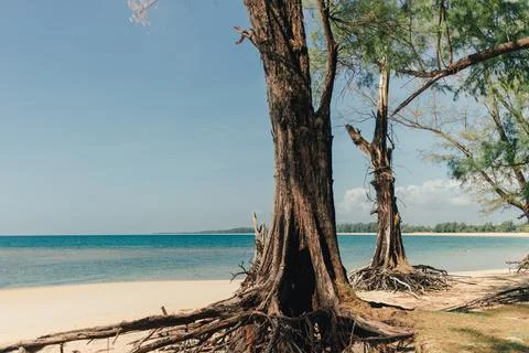 Pine tree on the beach with blue sea and sky in Phuket. Stock-Fotos