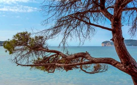 Pine tree on the beach Stock Photos