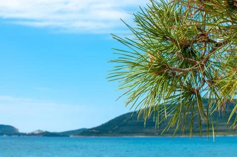 Pine tree on the beach Stock Photos