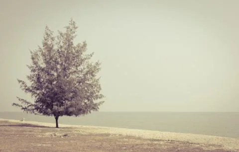 Pine tree on beach in retro style color Stock Photos