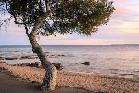 Pine tree on a beach at sunset or sunrise on the French Riviera Stock Photos