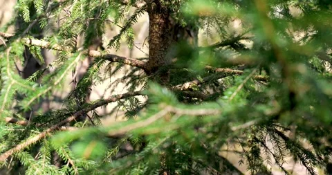 Pine tree with beatiful colors in spring Stock Footage 274434054