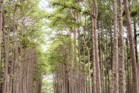 Pine tree with beautiful of nature. Stock Photos