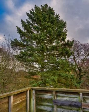A pine tree with a beautiful sky in the background. Picture from Lund, Sweden Stock Photos