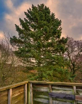 A pine tree with a beautiful sky in the background. Picture from Lund, Sweden Foto stock