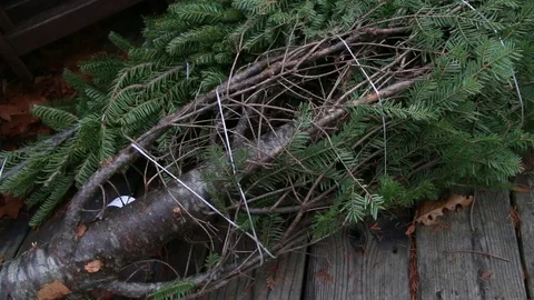 Pine Tree Being Untied with a Large Knife Stock Footage 73436986