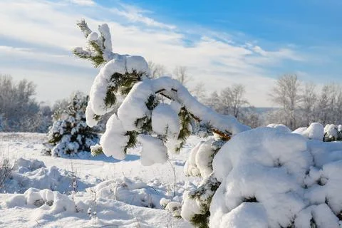 Pine tree bent under weight of snow Foto stock