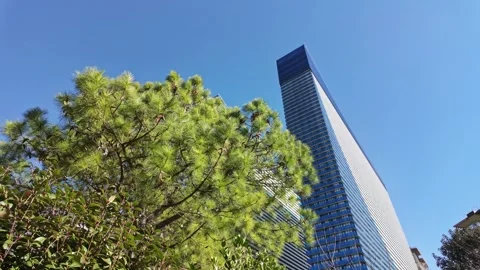 Pine Tree Beside Modern Batumi Skyscraper Stock Footage 341682236