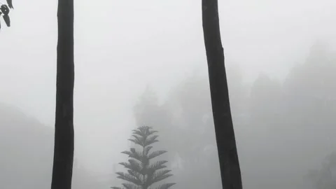 Pine tree in between two tall trees during misty weather 스톡 동영상 278909063