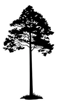 Pine Tree Black Silhouette Stock Illustration