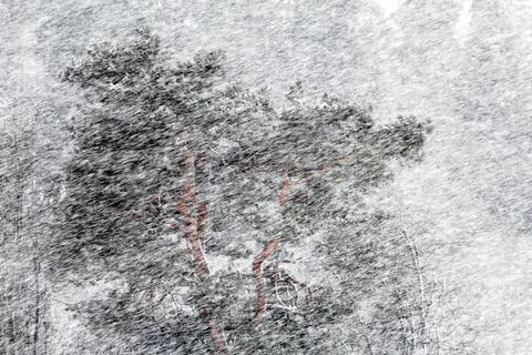 Pine Tree in Blizzard 库存照片