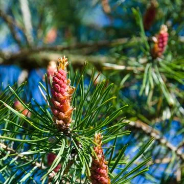 Pine tree blossom Stock Photos