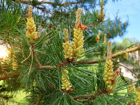 Pine tree blossoming Stock Photos