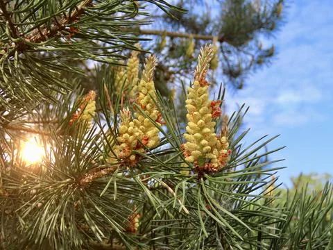 Pine tree blossoming Stock Photos