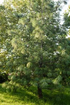 Pine tree blossoming in resort park at bright sunlight Stock Photos