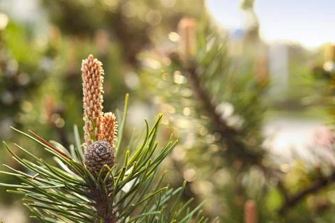 Pine tree with blossoms outdoors on spring day, closeup. Space for text Stock Photos