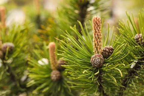 Pine tree with blossoms outdoors on spring day, closeup. Space for text Stock Photos