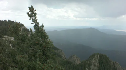 Pine tree blowing on a mountain Stock Footage 30461323