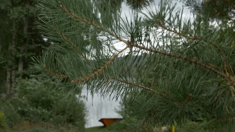 Pine tree blowing in the wind Stockbeeldmateriaal 93603376