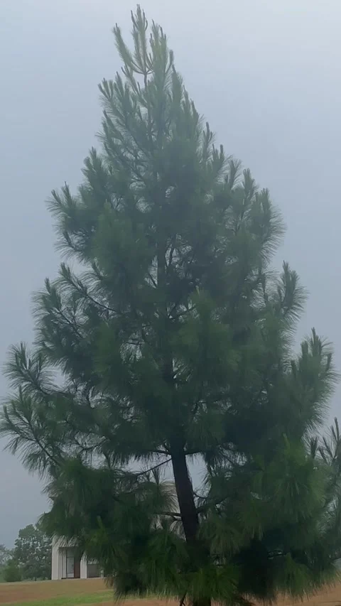 Pine tree blown by the wind Stock Footage 287958952