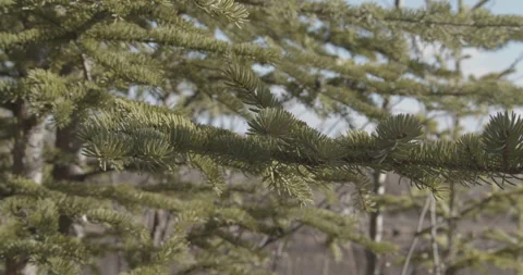 Pine Tree Blows Gently in Breeze Stock Footage 152959755