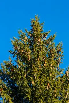 Pine tree with blue background Stock Photos