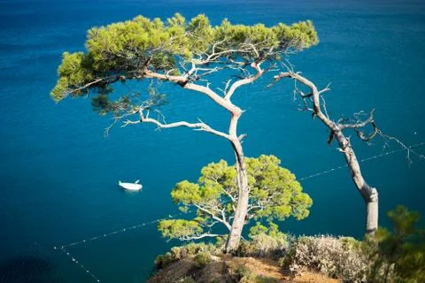 Pine tree with blue sea background Turkey Stock Photos