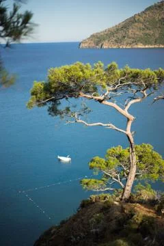 Pine tree with blue sea background Turkey Stock Photos