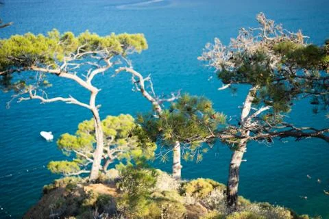 Pine tree with blue sea background Turkey Stock Photos