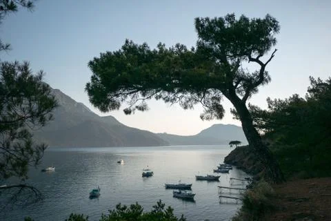 Pine tree with blue sea background Turkey Stock Photos