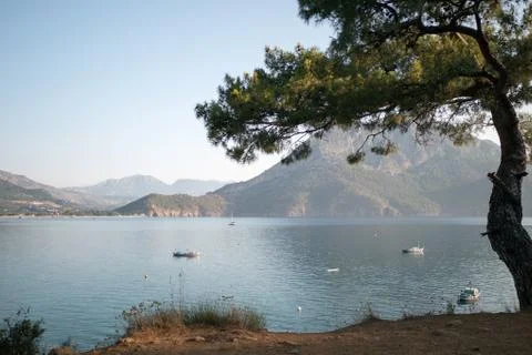 Pine tree with blue sea background Turkey Stock Photos