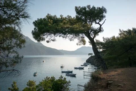 Pine tree with blue sea background Turkey Stock Photos