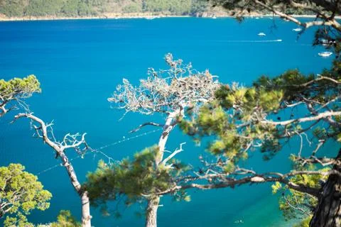 Pine tree with blue sea background Turkey Stock Photos
