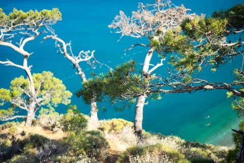 Pine tree with blue sea background Turkey Stock Photos