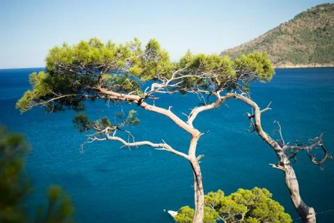 Pine tree with blue sea background Turkey Stock Photos