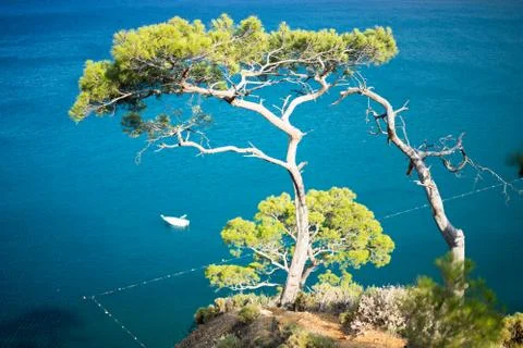 Pine tree with blue sea background Turkey Stock Photos