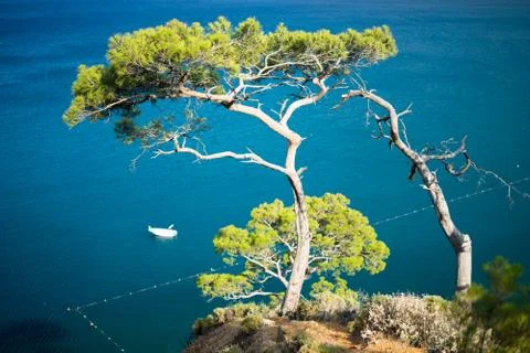 Pine tree with blue sea background Turkey Stock Photos
