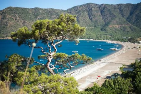 Pine tree with blue sea background Turkey Stock Photos