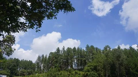 Pine tree with blue sky and clouds on background Stock Photos