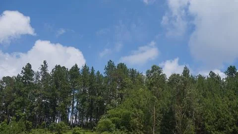 Pine tree with blue sky and clouds on background Foto stock