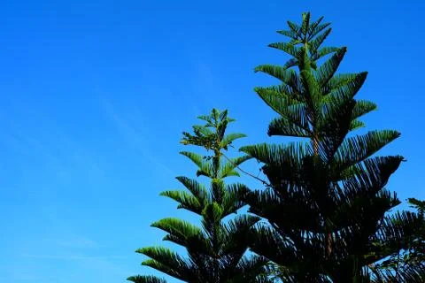 Pine Tree with Blue Sky Background. Stock Photos