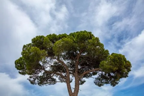 Pine tree on blue sky background, Schinias National park, Greece, Attica Foto stock