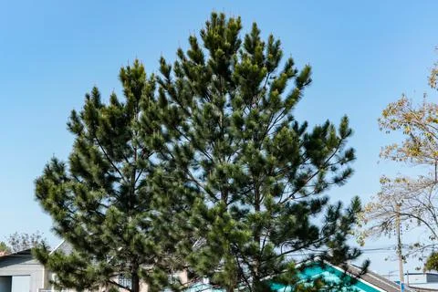 Pine tree with blue sky in the background and some houses below. Stock Photos