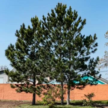 Pine tree with blue sky in the background and some houses below. Stock Photos