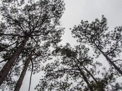 Pine tree on blue sky background Stock Photos